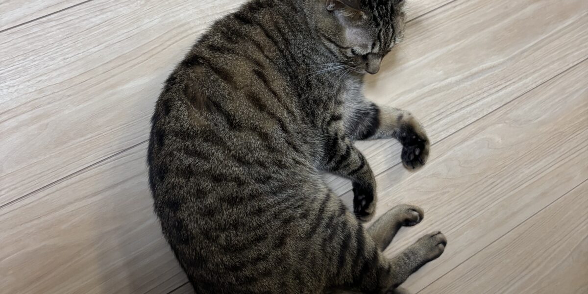 店長の日常～癒し～