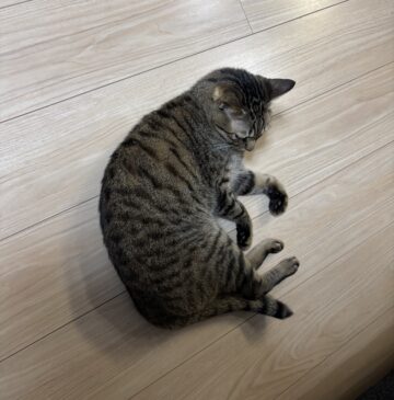 店長の日常～癒し～